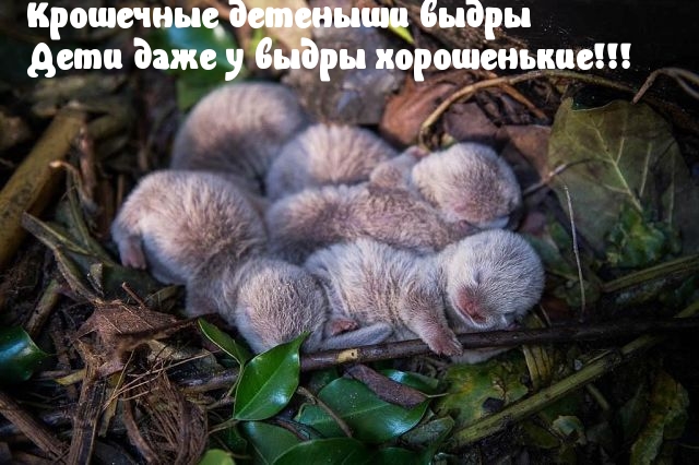 Симпатичные выдрята
