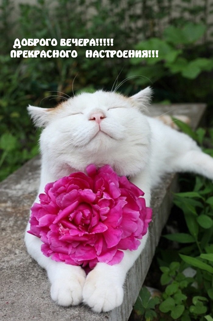 ДОБРОГО ВЕЧЕРА!