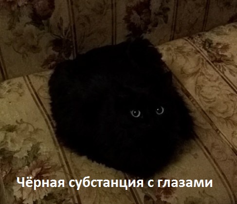 Кот из ада