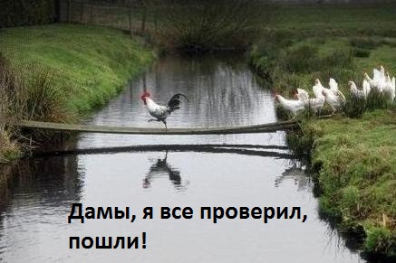 Лидер, хоть и петух
