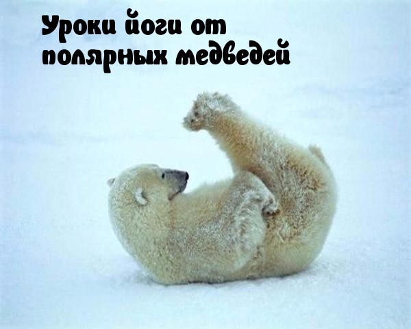 Медведе-йога