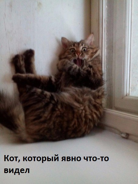 Он что-то увидел