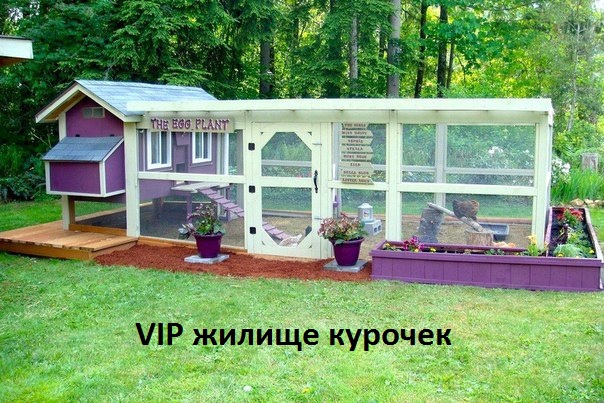Вип курятник