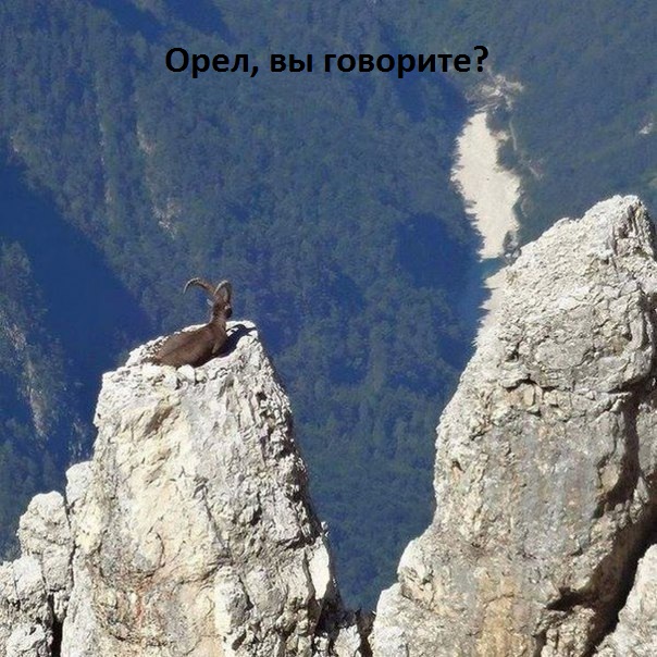 Орел, вы говорите?
