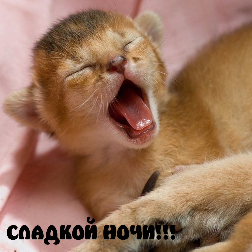 СЛАДКОЙ НОЧИ!