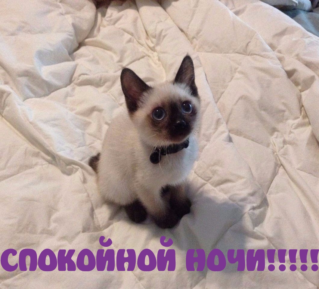 СПОКОЙНОЙ НОЧИ!