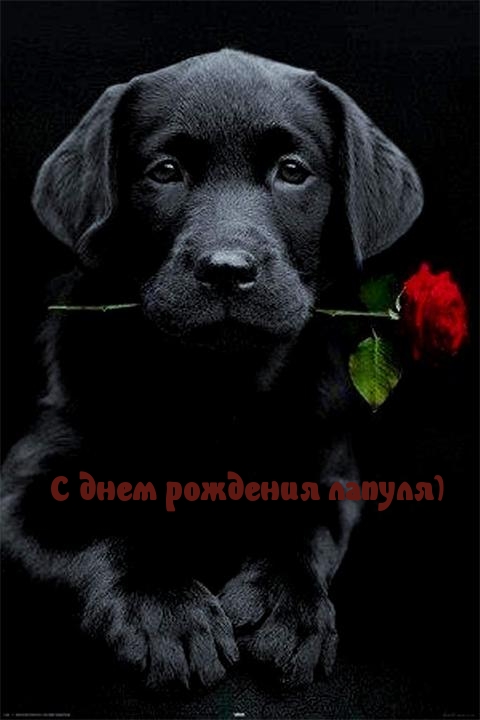 С днем рождения лапуля