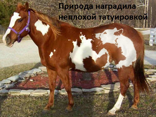 Тату лошади