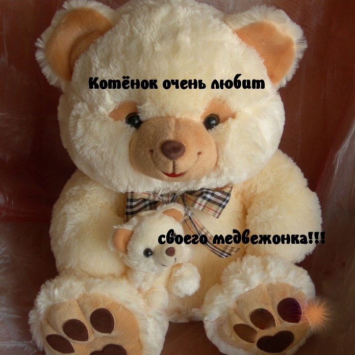 котенок+медвдь=любовь
