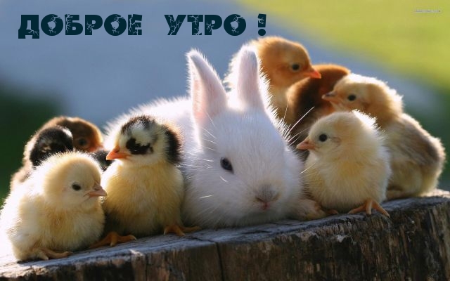ДОБРОЕ  УТРО !