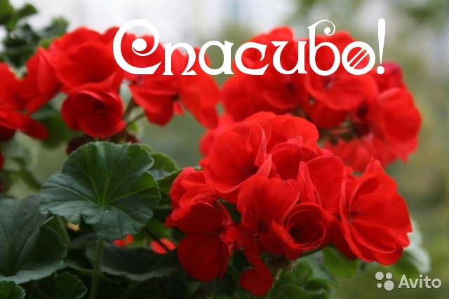 Спасибо!