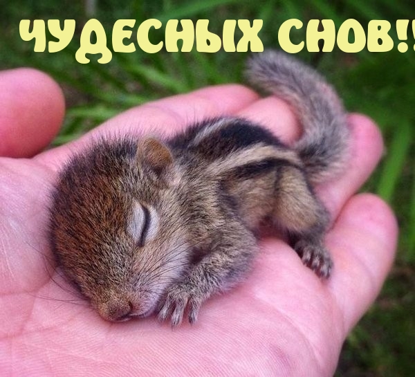 ЧУДЕСНЫХ СНОВ!