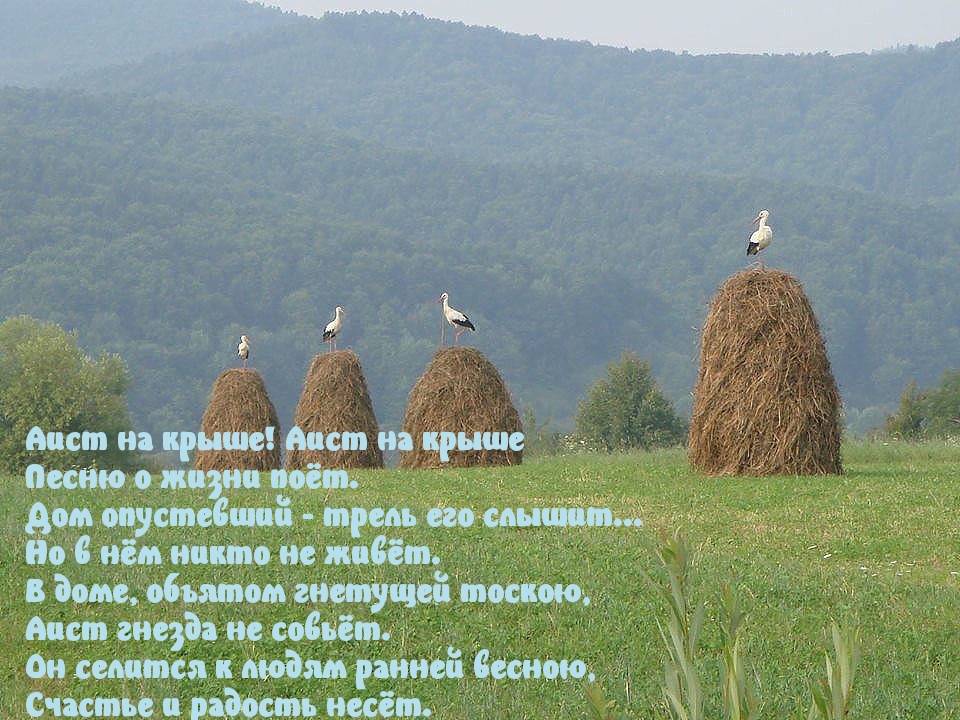 Аист на крыше