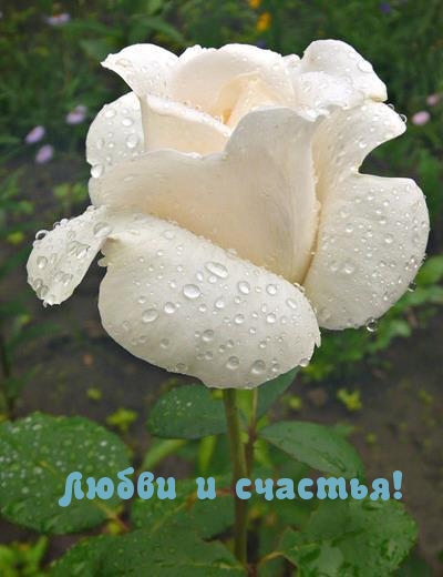 Любви и счастья!