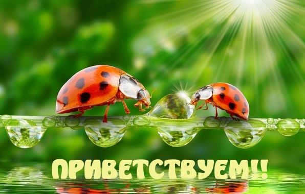 ПРИВЕТСТВУЕМ!