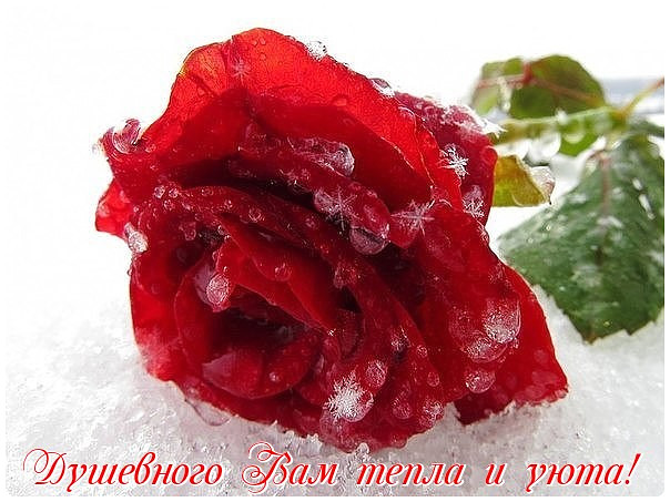 Душевного тепла и уюта