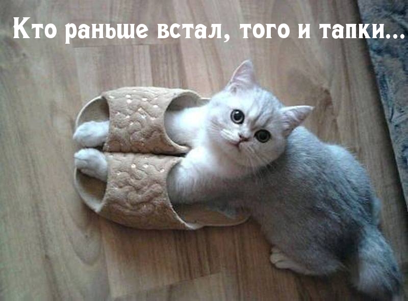 Тапки самому первому
