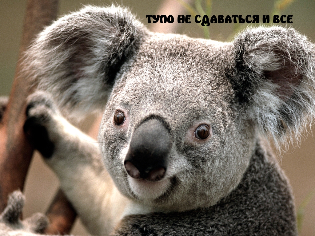 Лишь не сдавайся
