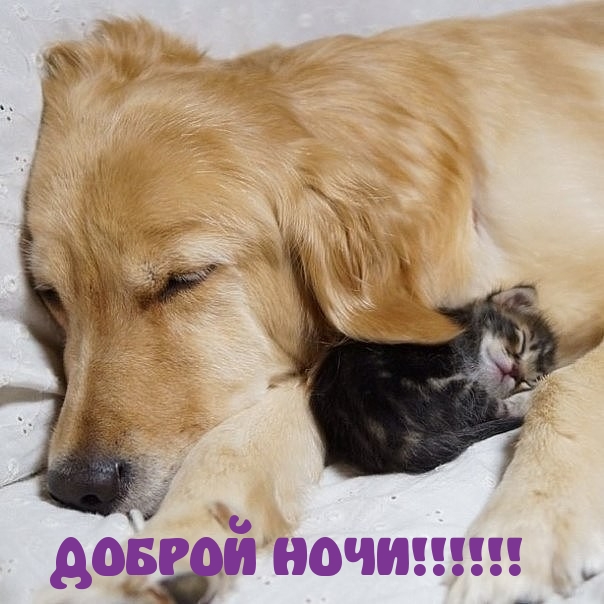 ДОБРОЙ НОЧИ!