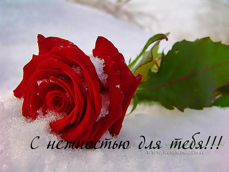 С нежностью для тебя