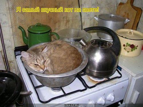 Я самый вкусный кот на свете!