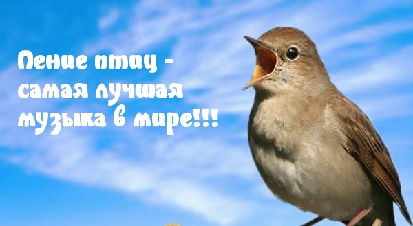 Пение птиц — самая лучшая музыка в мире