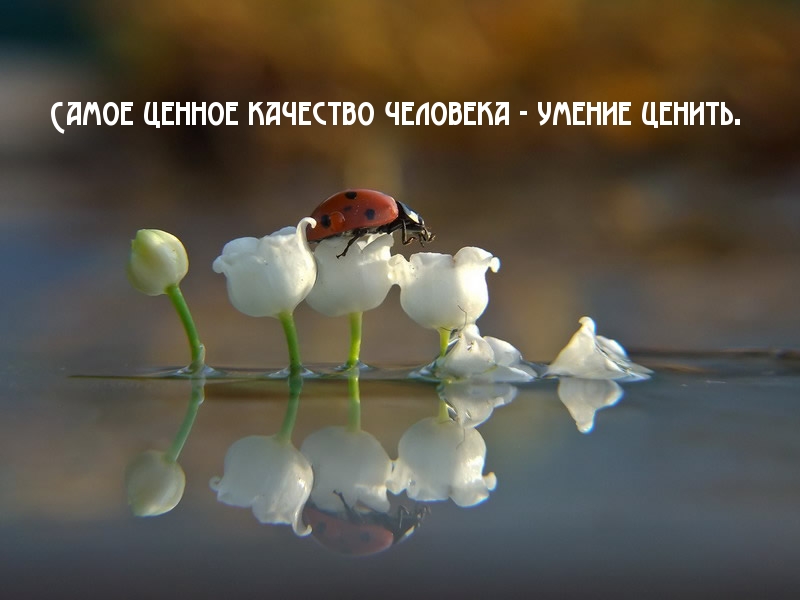 Самое ценное качество человека