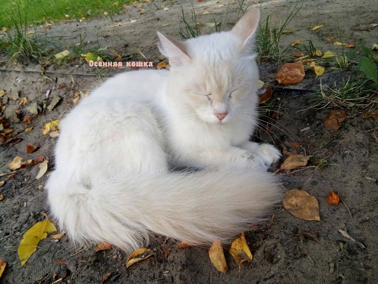 Осенняя кошка