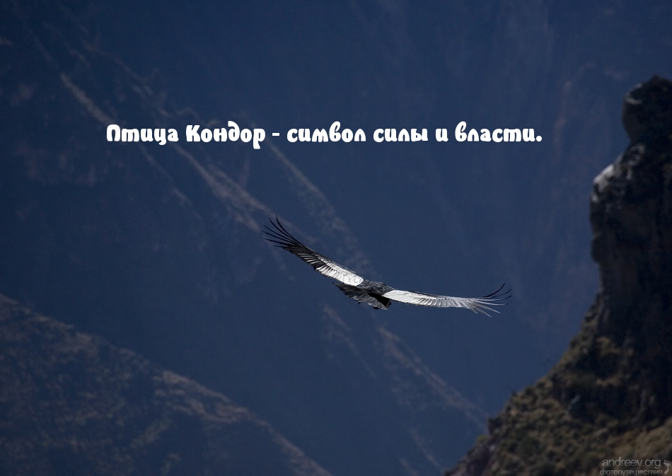 Птица Кондор — символ силы и власти