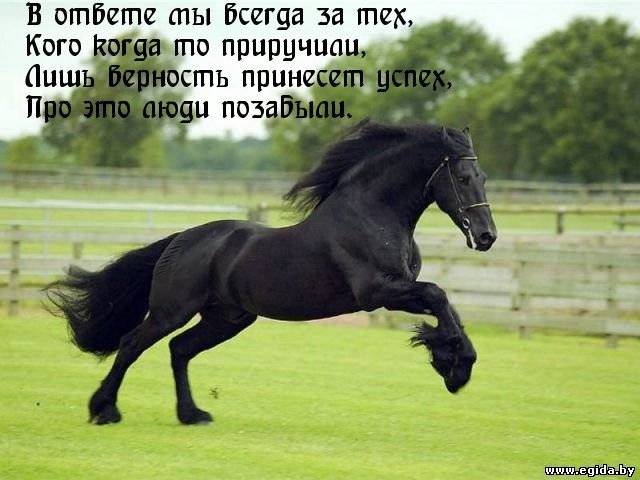 В ответе мы всегда за тех, кого приручили