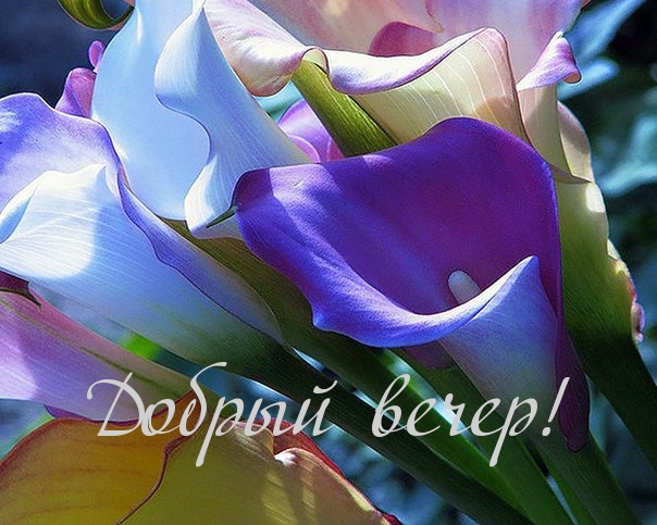 Добрый вечер!