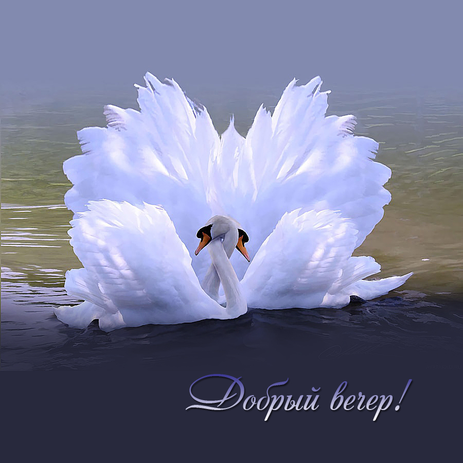 Добрый вечер!