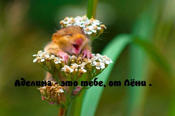 Картинки с надписями.  Аделина - это тебе, от Лёни.