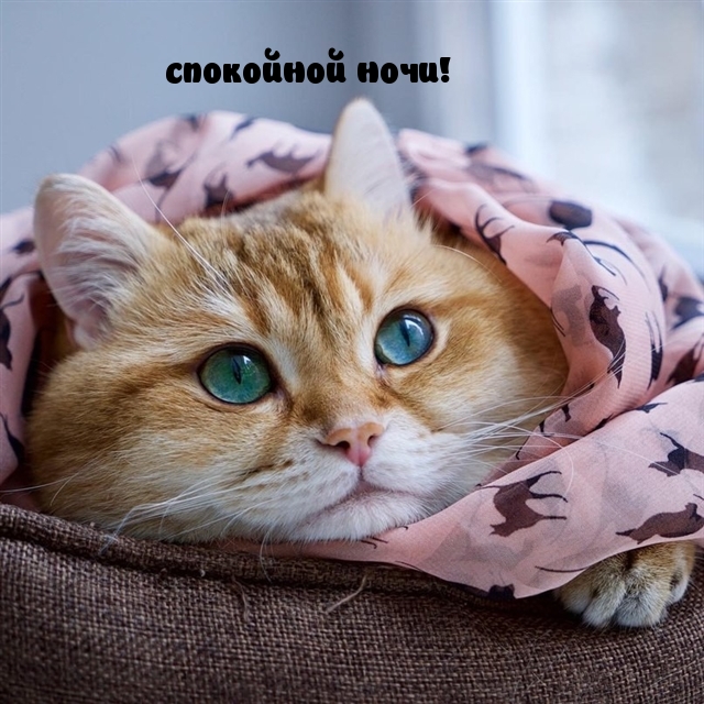 спокойной ночи!