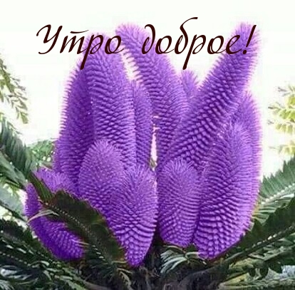 Утро доброе