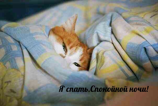 Я спать. Спокойной ночи!