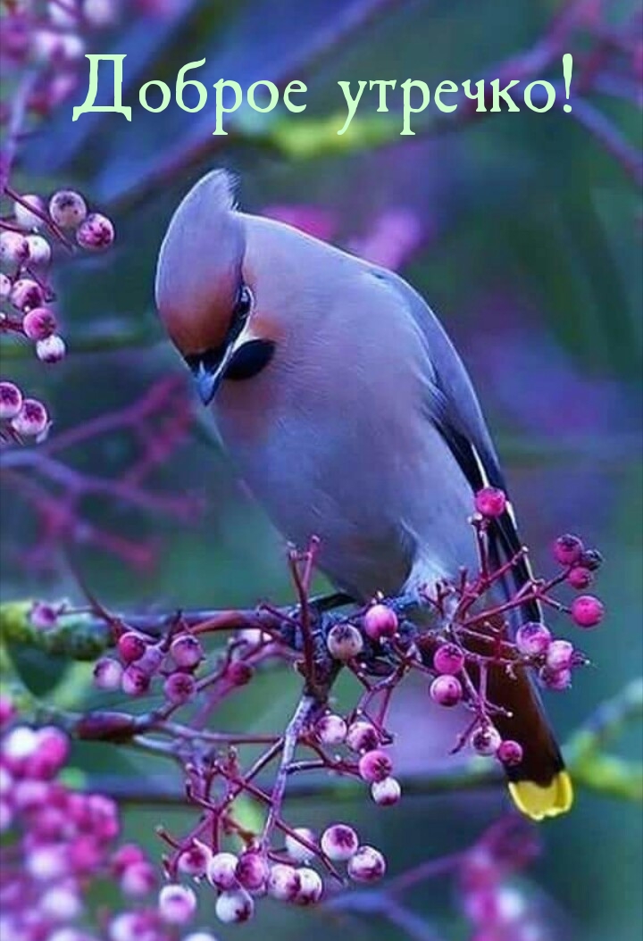Доброе утречко!
