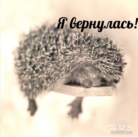 Я вернулась!