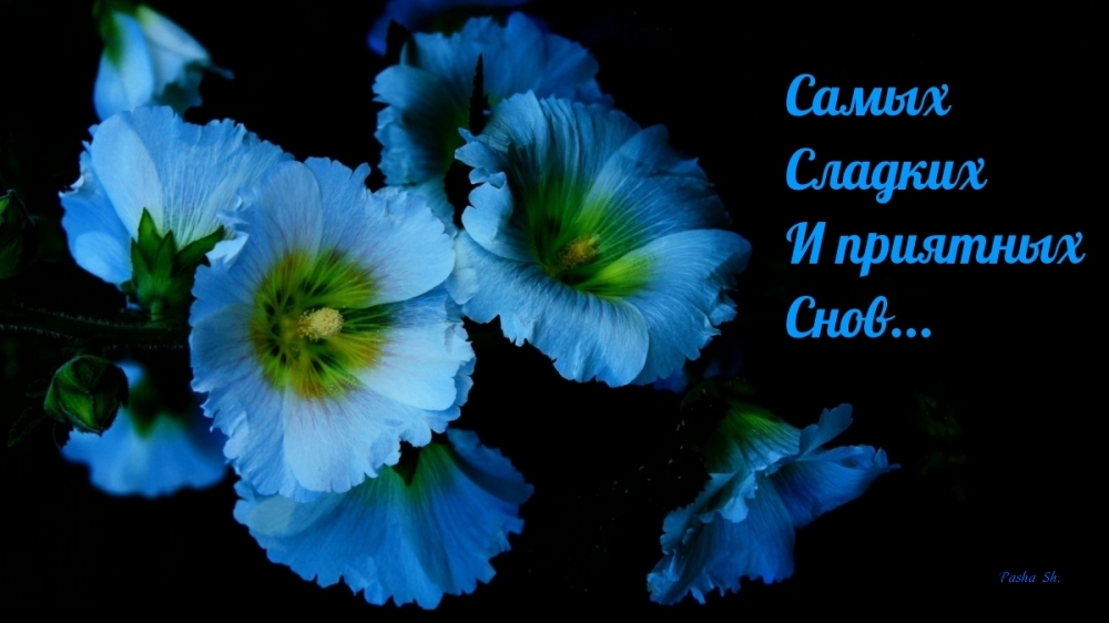 Самых сладких приятных снов!