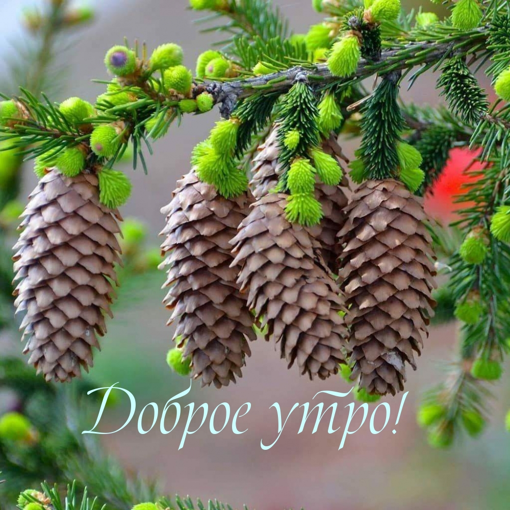 Доброе утро!