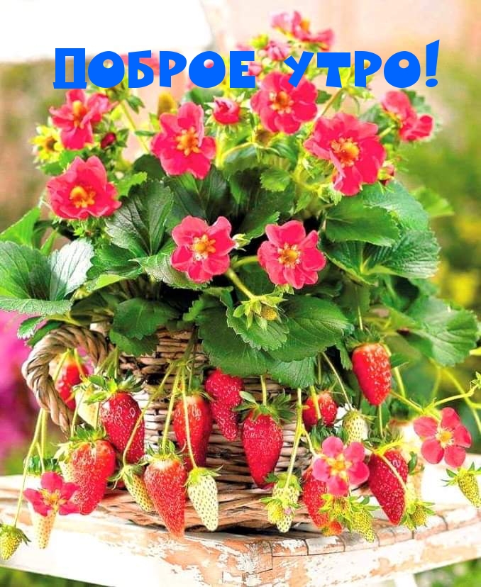 Доброе утро!