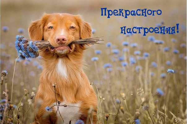 Прекрасного настроения!