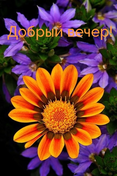 Добрый вечер!