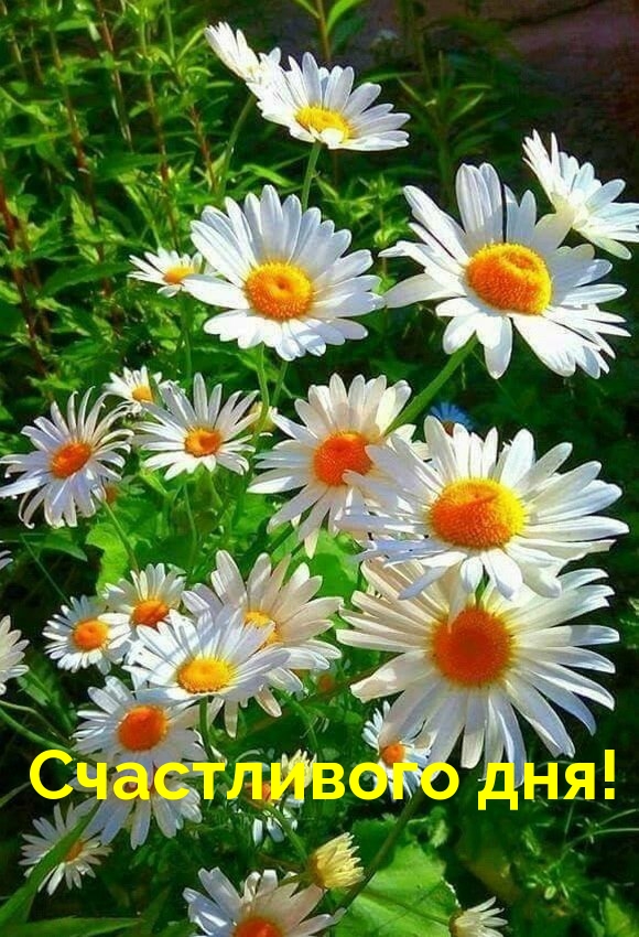 Счастливого дня!