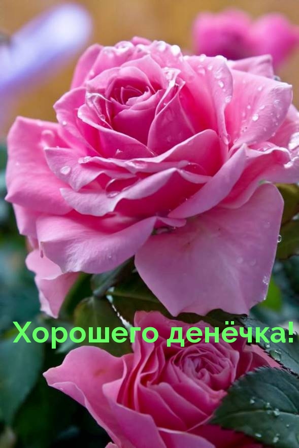 Хорошего денёчка!