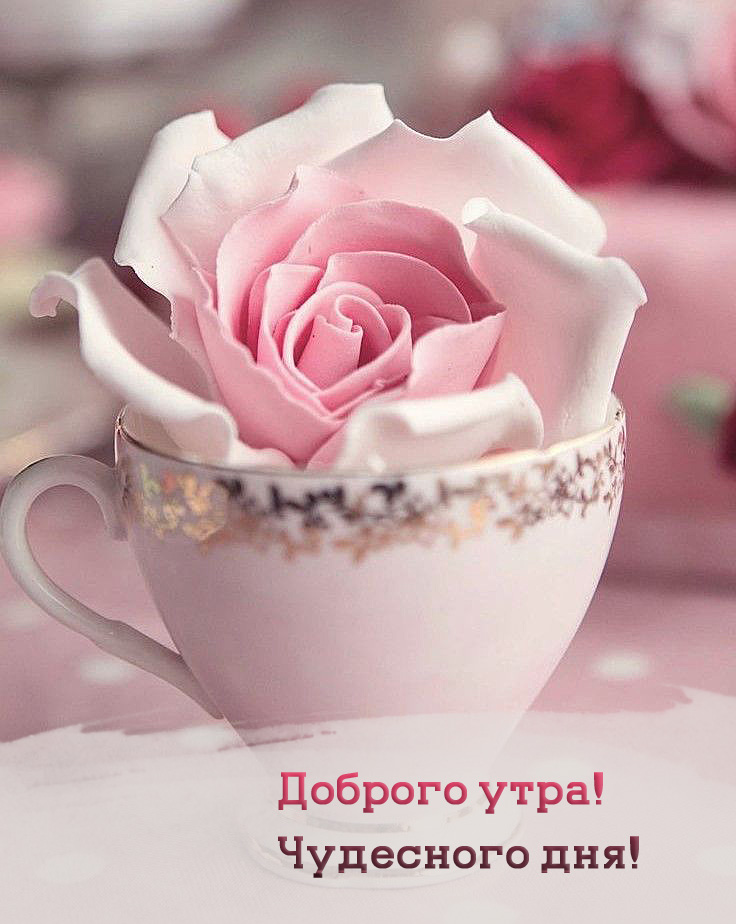 Доброго утра! Чудесного дня!