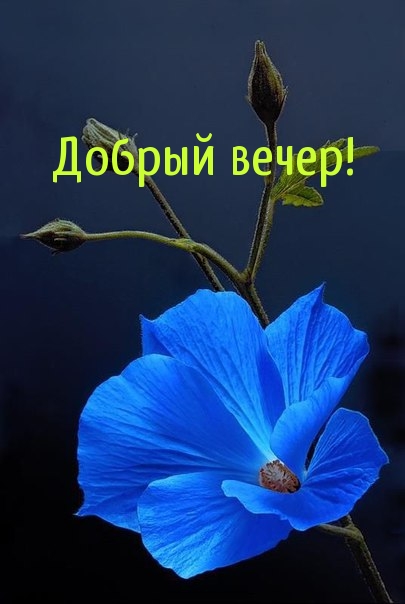 Добрый вечер!