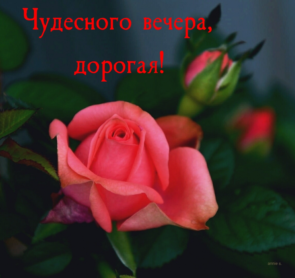 Картинки с надписями.  Чудесного вечера, дорогая!.