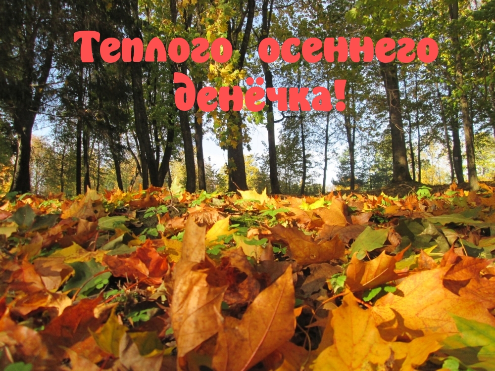 Теплого осеннего денёчка!