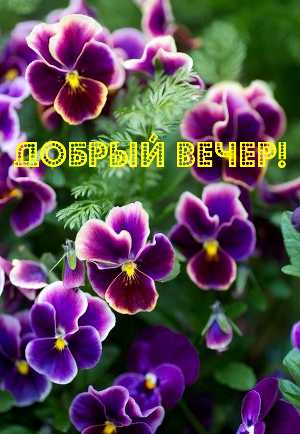 Добрый вечер!